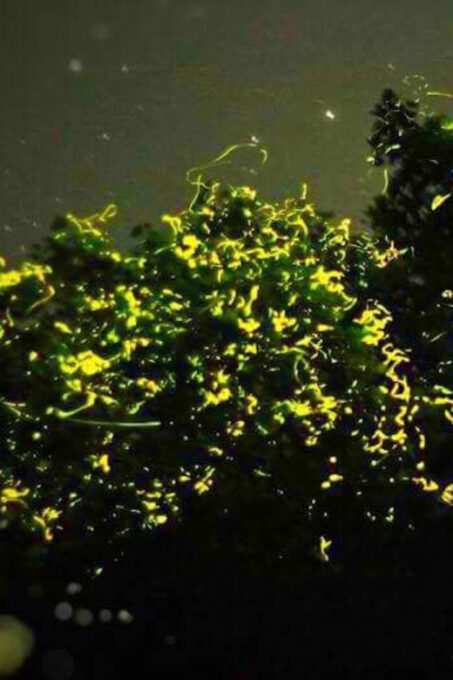 Bohol: Abatan Firefly Watching With Dinner Buffet - Firefly Species