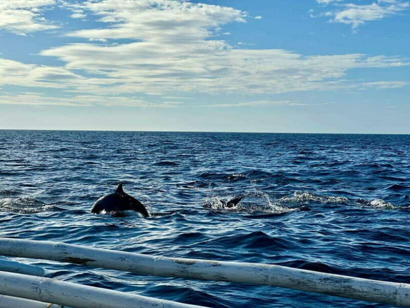 Bohol Balicasag Is Private Tour and Dolphin Watching - Bohol Balicasag Is Private Tour and Dolphin Watching: A Deep Dive