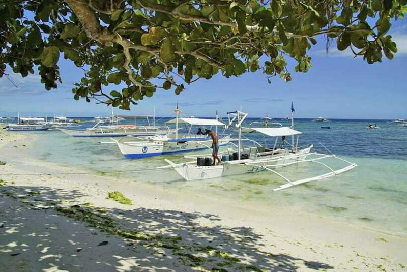Bohol Balicasag Is Private Tour and Dolphin Watching - Practical Details and Tips