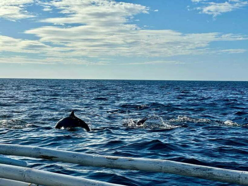 Bohol Balicasag Is Private Tour and Dolphin Watching - The Sum Up