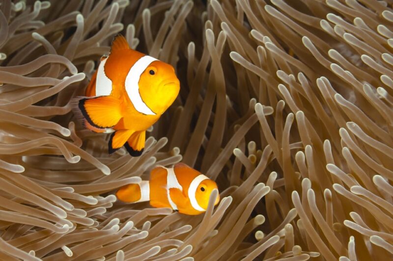 Bohol: Boat Tour With Snorkeling, Dolphin, Turtles & Lunch - Pricing and Inclusions