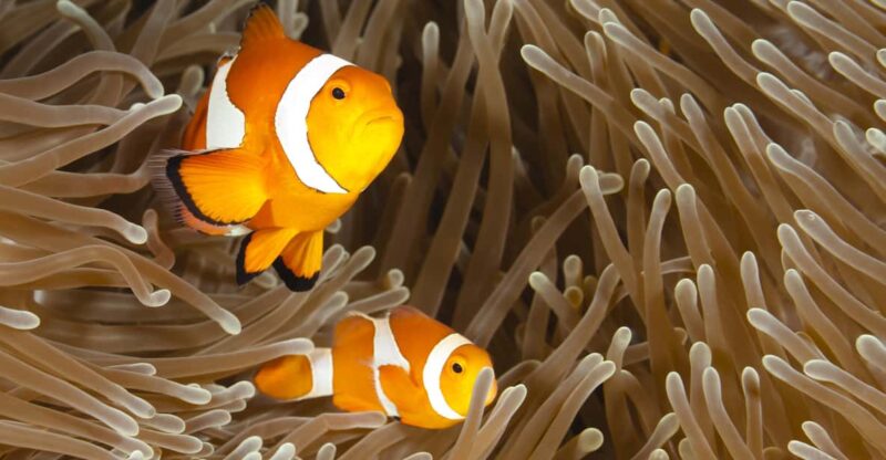 Bohol: Boat Tour With Snorkeling, Dolphin, Turtles & Lunch - Starting Location and Directions