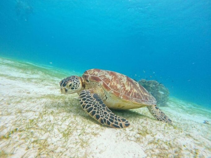 Bohol: Boat Tour With Snorkeling, Dolphin, Turtles & Lunch - Customer Feedback and Ratings