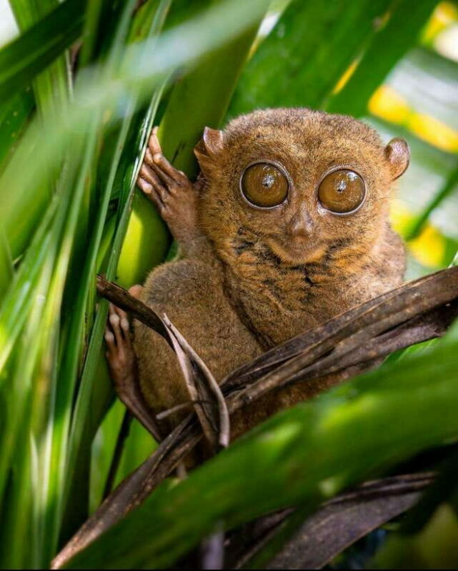 Bohol: Budget Chocolate Hills & Tarsiers -Backpacker Special - Final Thoughts: Is It Worth It?