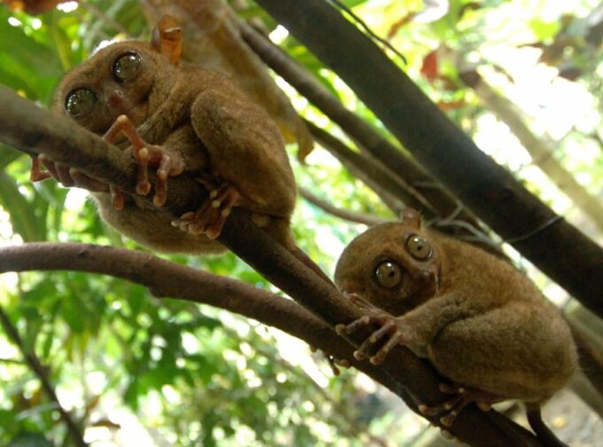 Bohol: Choco Tour With Loboc River Lunch Buffet (Private) - Cancellation and Payment Policy