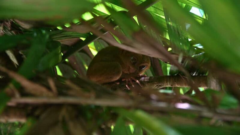 Bohol: Chocolate Hills, Tarsiers & Loboc River - An Honest Look at the Tour Experience