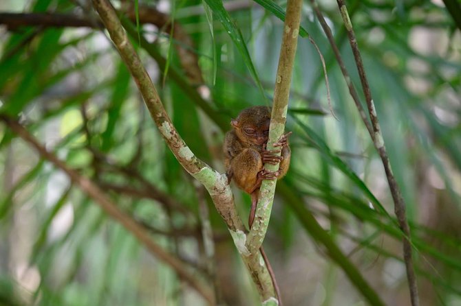 Bohol Chocolate Hills & Tarsiers With Roundtrip Ferry From Cebu - Kawasan Zip Canyoneering Thrill