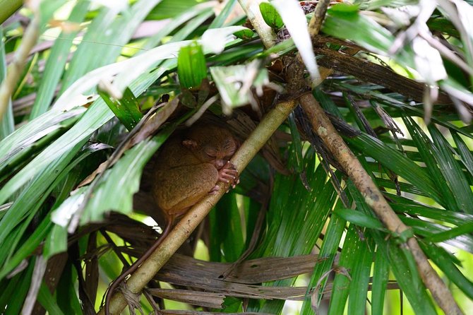 Bohol Chocolate Hills & Tarsiers With Roundtrip Ferry From Cebu - Culinary and Cultural Immersion