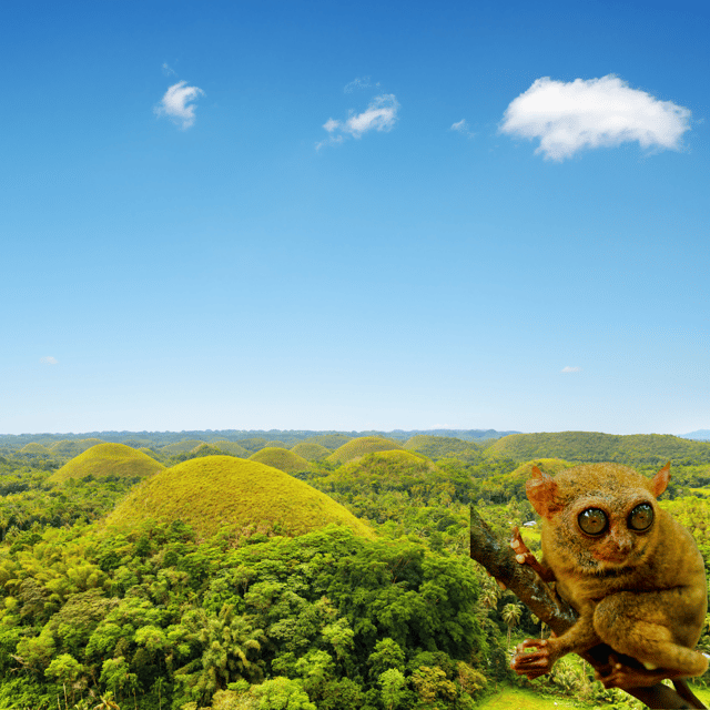Bohol Countryside Day Tour W Lunch at Loboc River From Cebu - Inclusions