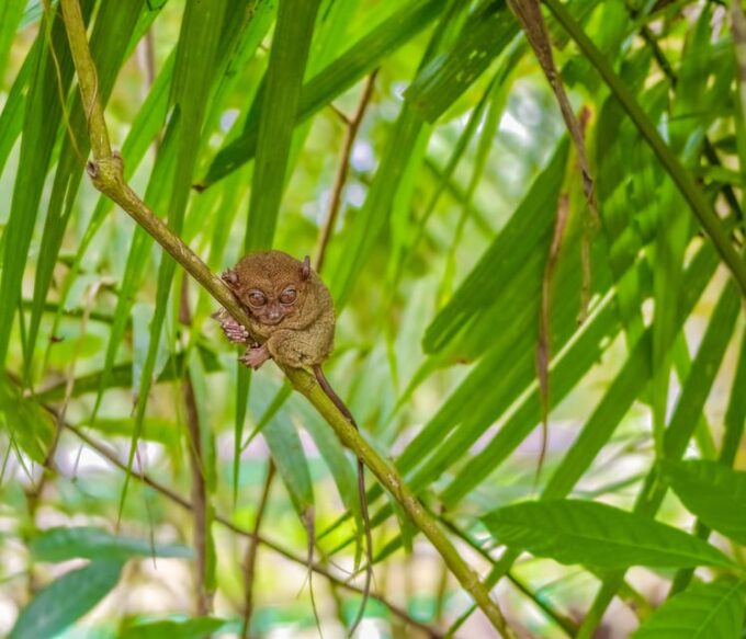 Bohol Countryside Day Tour W Lunch at Loboc River From Cebu - Chocolate Hills Natural Monument