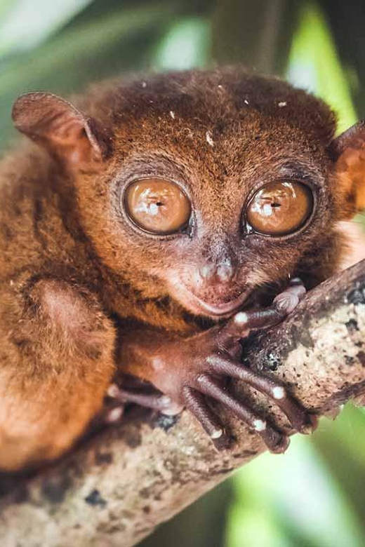 Bohol Countryside Tour - Key Points