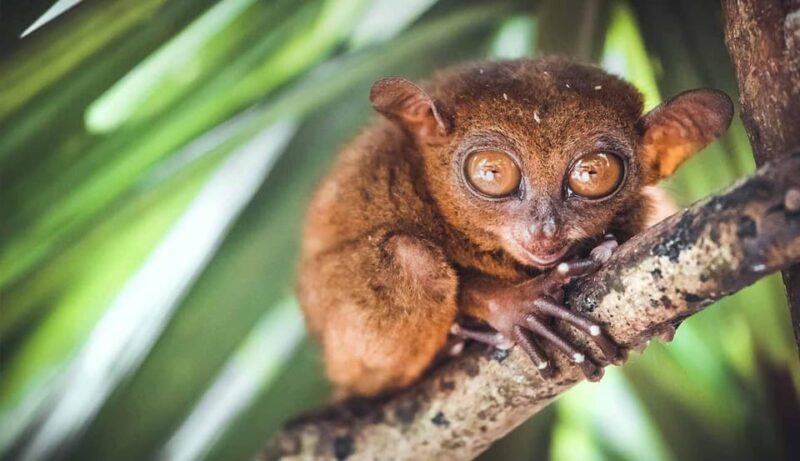 Bohol Countryside Tour - Inclusions and Exclusions