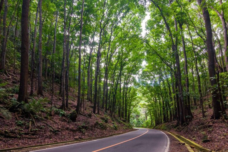 Bohol: Countryside Tour With Loboc (Buffet Lunch) - Key Points