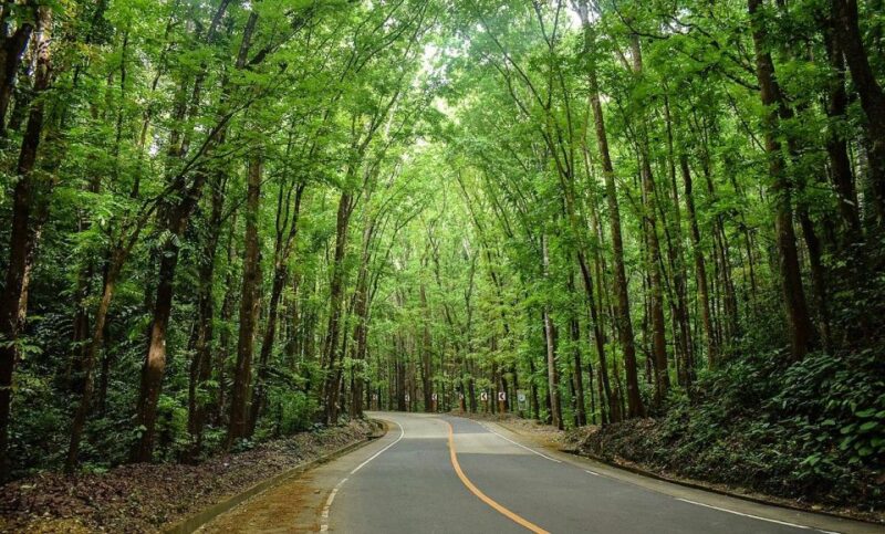 Bohol Day Tour From Cebu - Itinerary Highlights