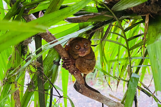 Bohol Day Tour With Round-Trip Transfers From Cebu - Pickup and Schedule