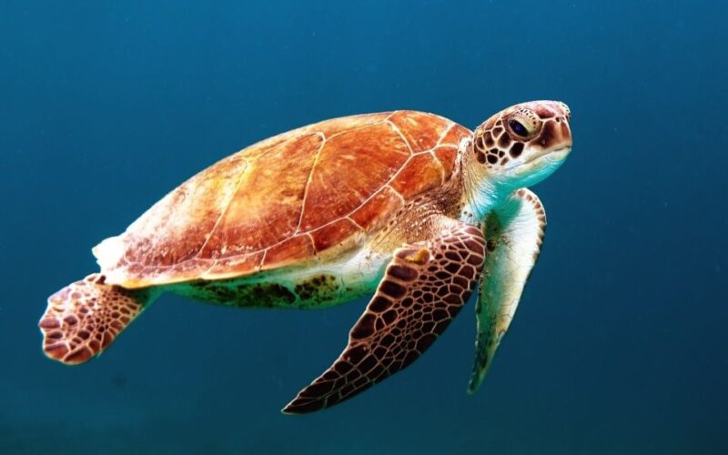 Bohol: Dolphin and Sea Turtle Watching Island Hopping Tour - Key Points