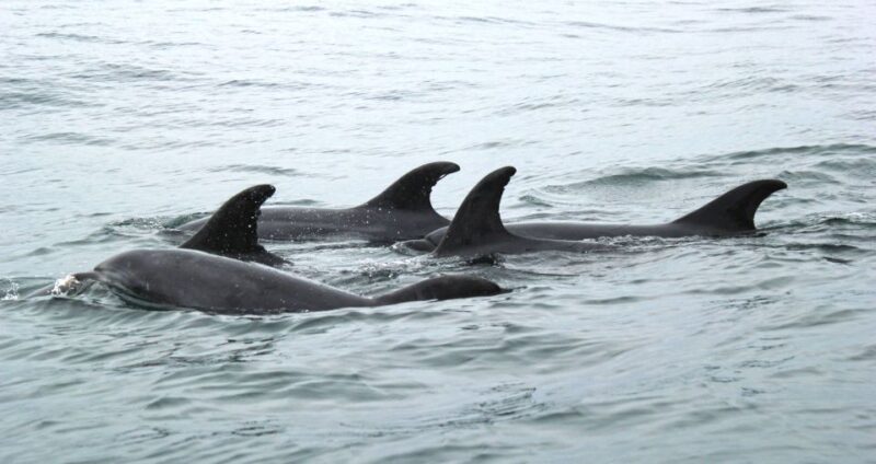 Bohol: Dolphin and Sea Turtle Watching Island Hopping Tour - Itinerary Highlights