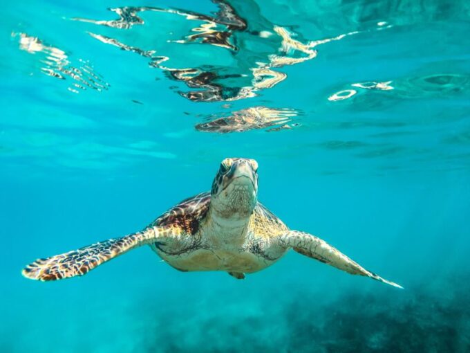 Bohol: Dolphin and Sea Turtle Watching Island Hopping Tour - Frequently Asked Questions