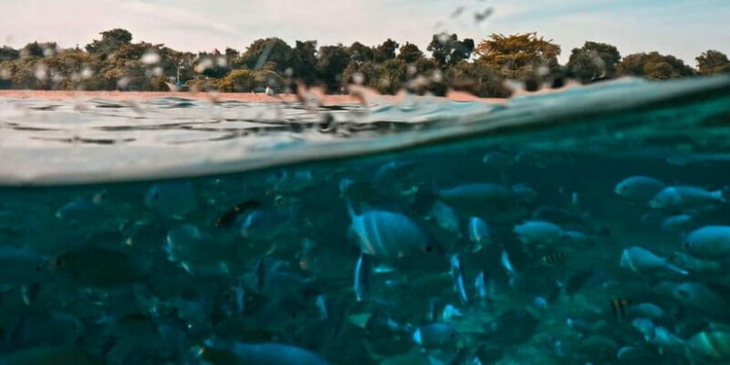 Bohol: Dolphin Watching & Balicasag Island Hopping Tour - Who Will Love This Tour?