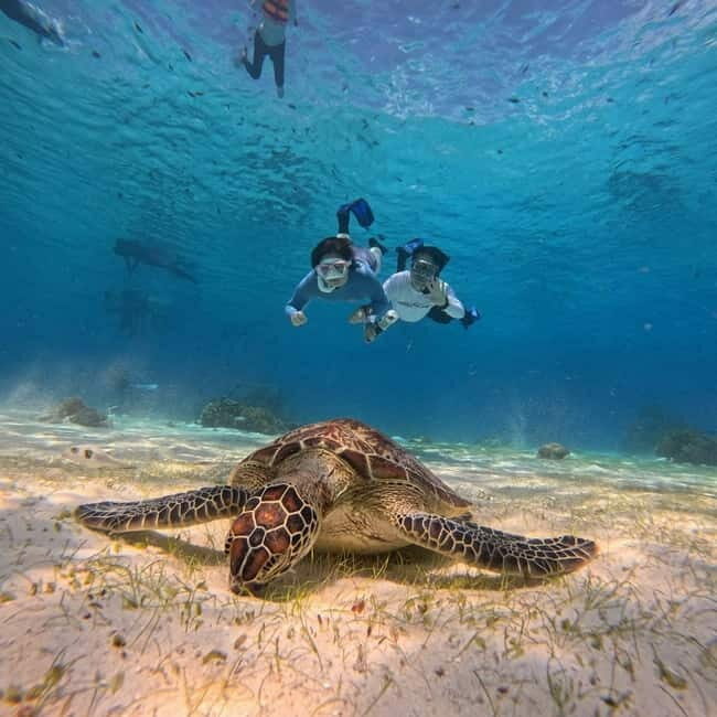 BOHOL: Dolphin Watching, Turtle Swim and Island Party - Introduction: An Excursion Full of Surprises