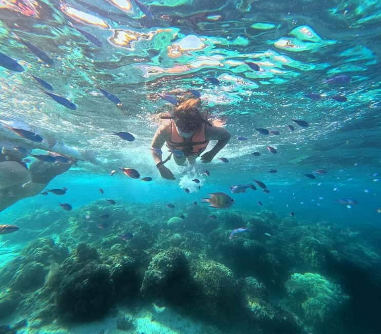 BOHOL: Dolphin Watching, Turtle Swim and Island Party - Assessing the Value