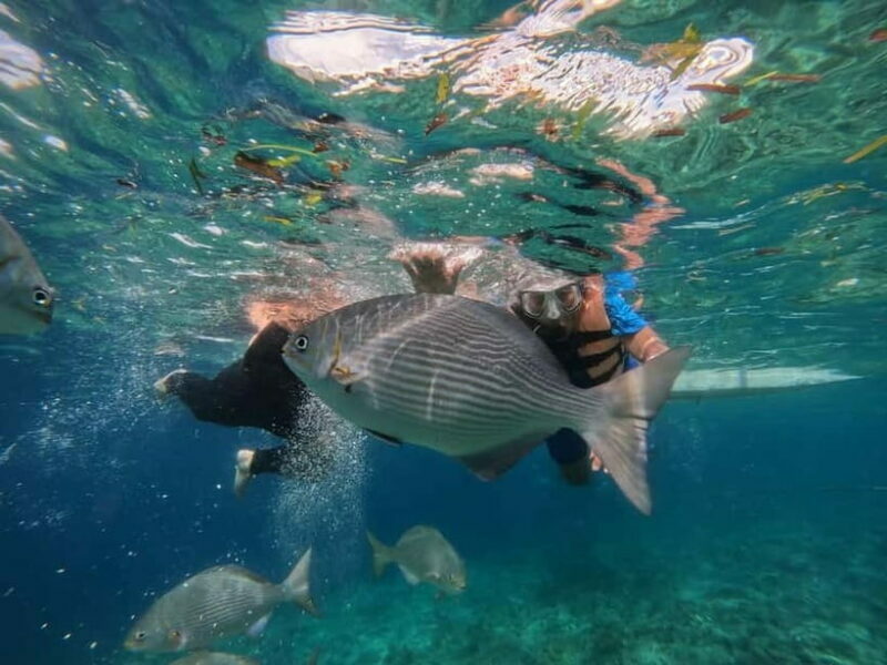 BOHOL: Dolphin Watching, Turtle Swim and Island Party - The Experience in Detail