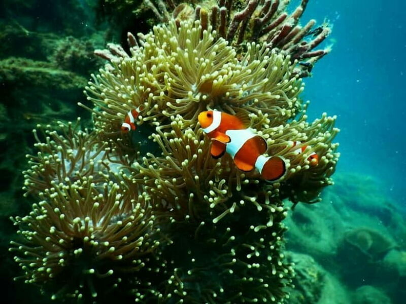 BOHOL: Dolphin Watching, Turtle Swim and Island Party - Who Will Love This Tour?
