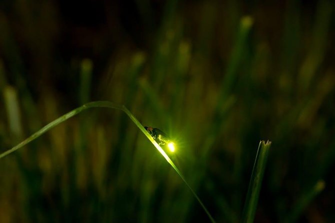 Bohol Firefly Watching (Private) - Pricing and Tour Options