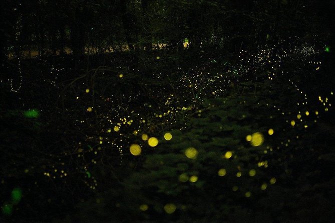 Bohol Firefly Watching (Private) - Nature and Photography Highlights