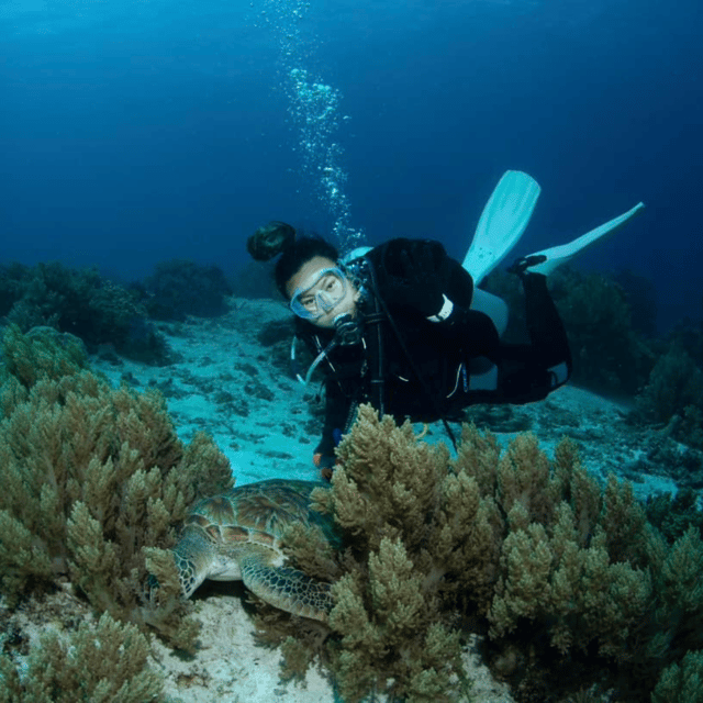 Bohol: Fun Dive Experience at Balicasag Island - Key Points