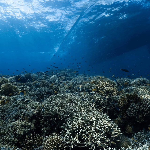 Bohol: Fun Dive Experience at Balicasag Island - Itinerary and Main Sites