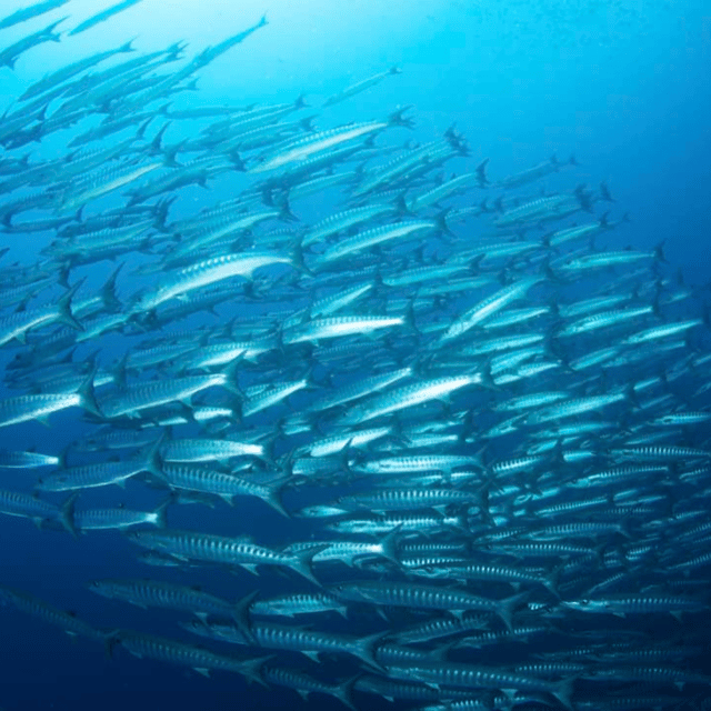 Bohol: Fun Dive Experience at Balicasag Island - Participant Restrictions