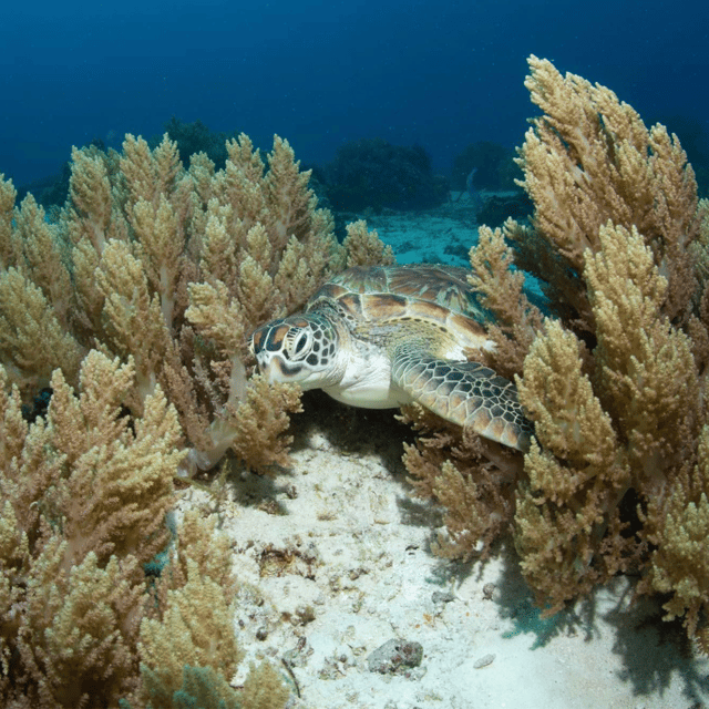 Bohol: Fun Dive Experience at Balicasag Island - Booking and Cancellation Policy