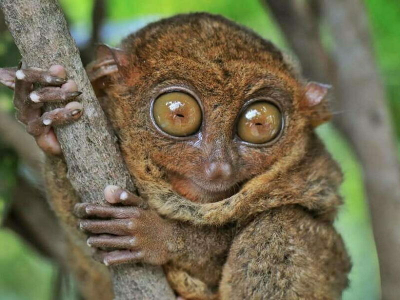 Bohol: Guided Chocolate Hills & Tarsiers Tour - Who Will Love This Tour