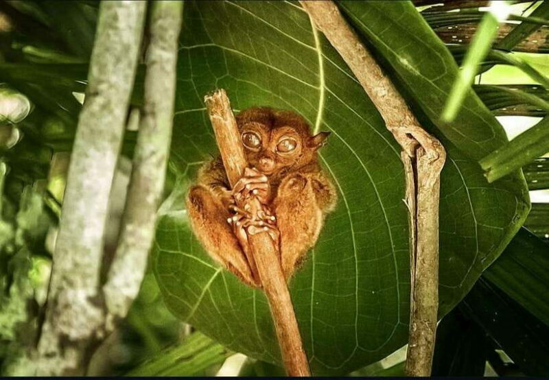 Bohol: Guided Chocolate Hills & Tarsiers Tour - The Sum Up