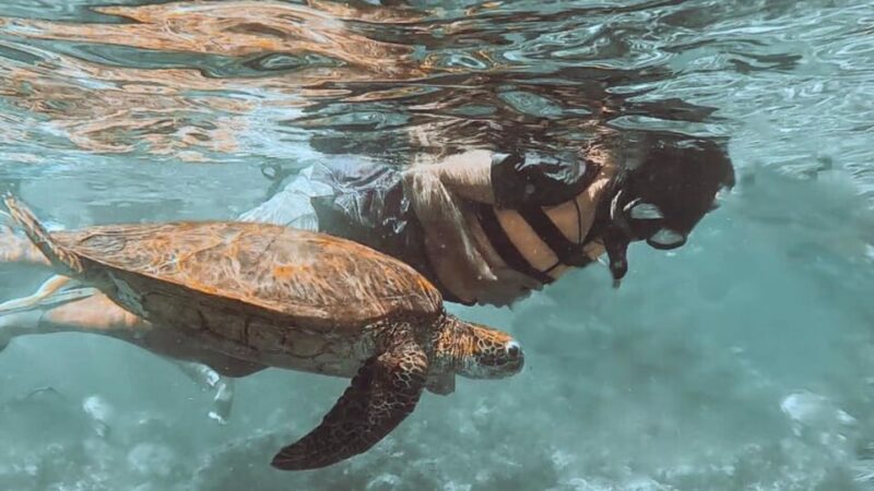 Bohol Island Hopping Tour: Dolphins, Turtles, Sandbars - Virgin Island and Sandbars