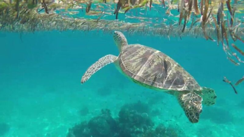 Bohol Island Hopping Tour (Private Tour) - Key Points