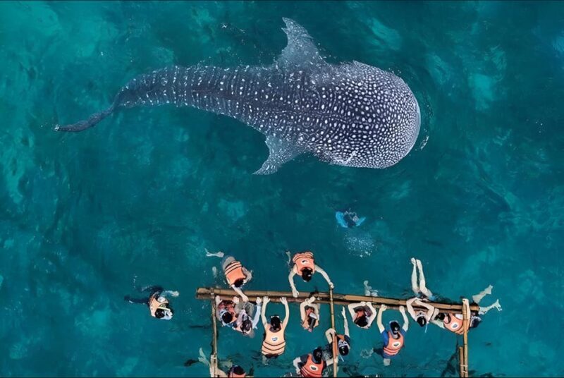 Bohol: Lila Whale Shark Watching - Pricing and Reservations