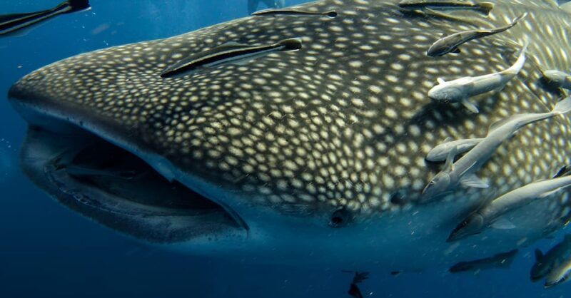 Bohol: Lila Whale Shark Watching - Itinerary and Experience