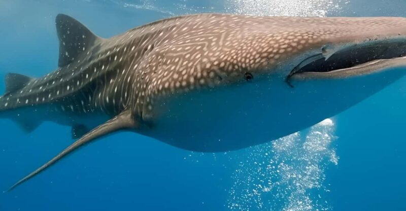 Bohol: Lila Whale Shark Watching - Inclusions and Exclusions