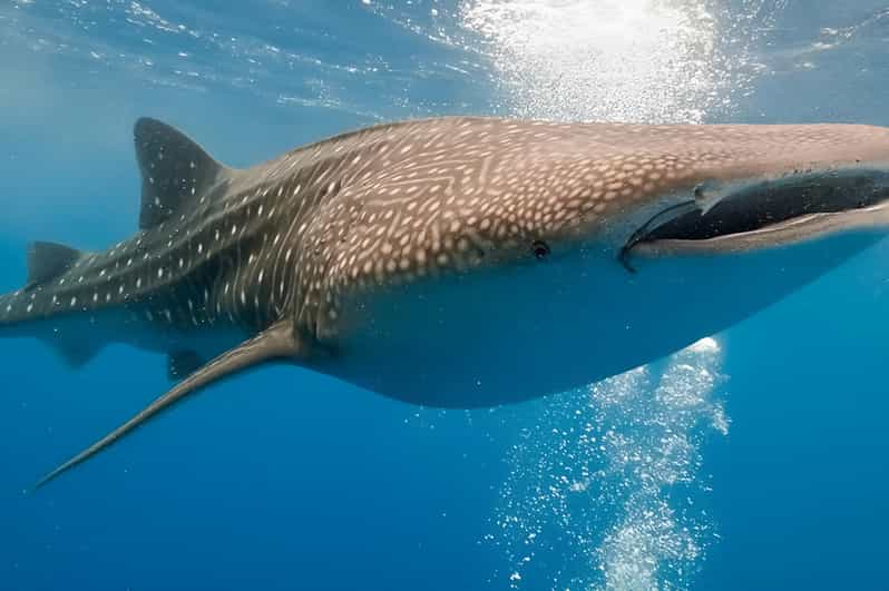 Bohol: Lila Whale Shark Watching - Customer Feedback
