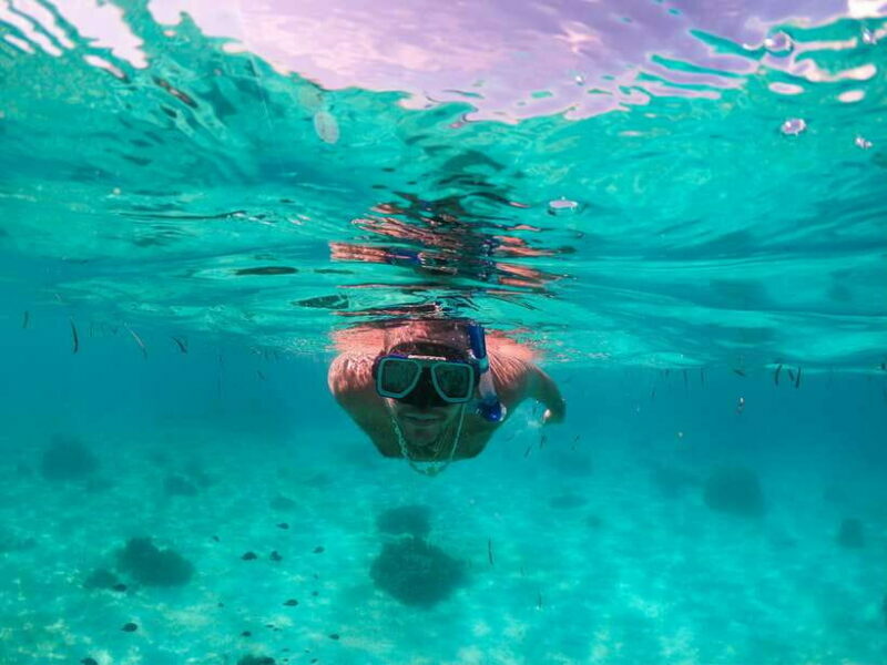 Bohol: Pamilacan Island Dolphin/Turtle Watching Tour & Lunch - Key Points