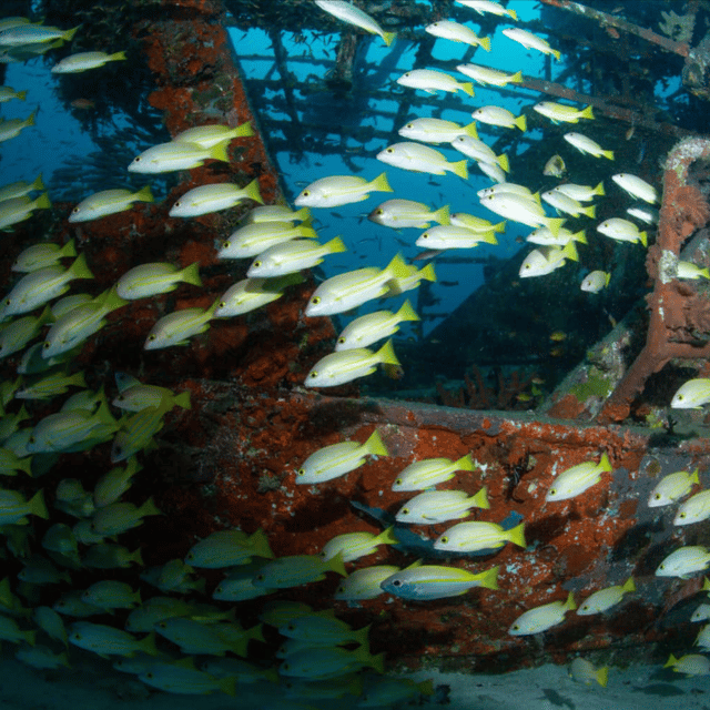 Bohol: Pamilacan Island Fun Dive Experience! - Included Services and Equipment