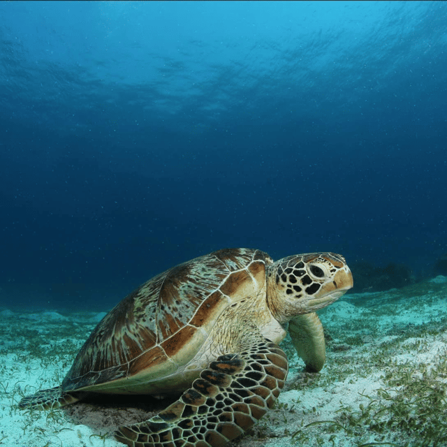 Bohol: Pamilacan Island Fun Dive Experience! - Safety Precautions and Notes
