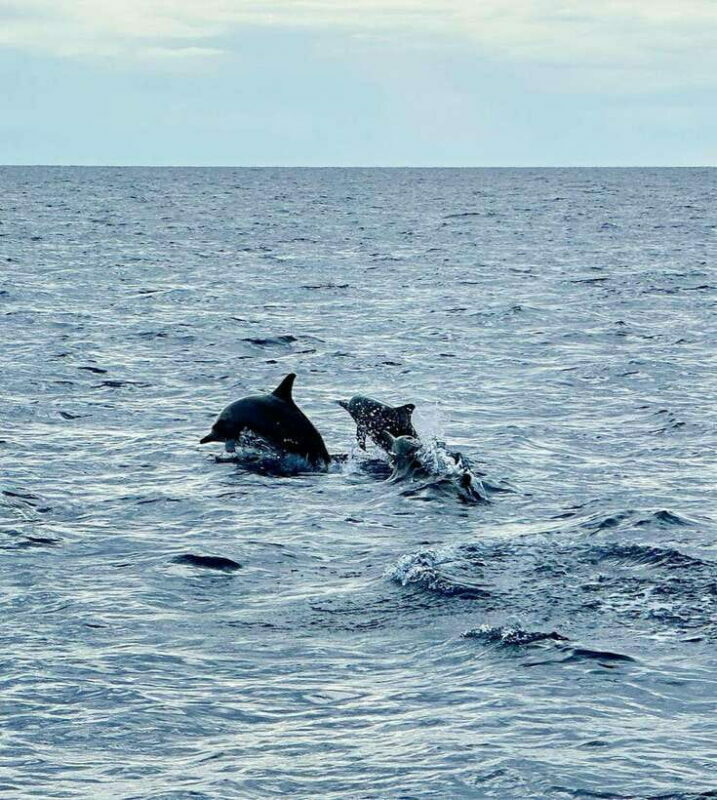 Bohol PAMILACAN Island Turtle & Dolphin Watching - Key Points