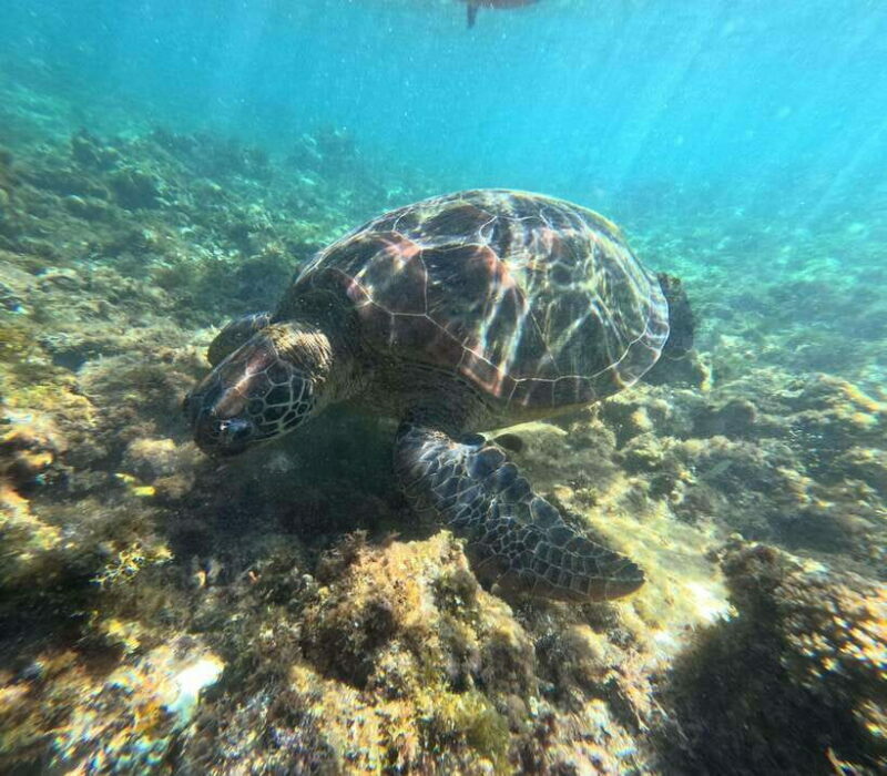 Bohol PAMILACAN Island Turtle & Dolphin Watching - The Practicalities: What’s Included & What to Bring