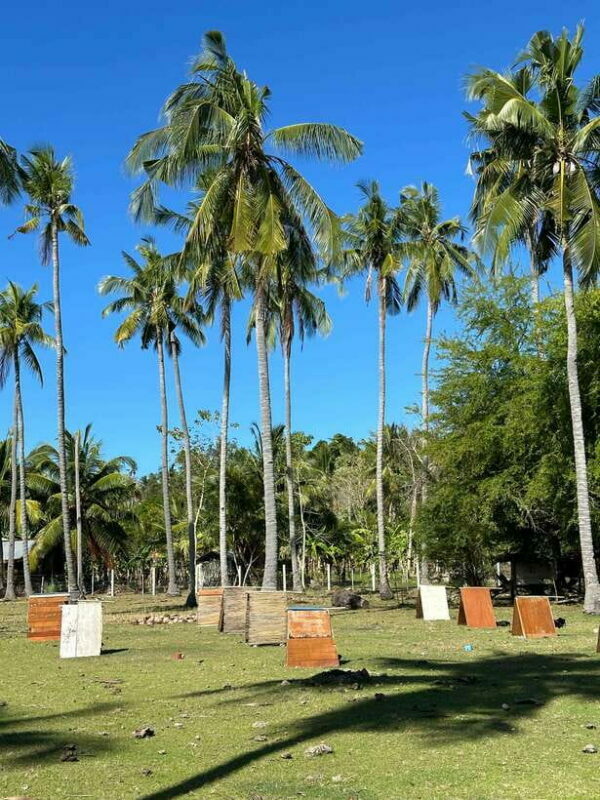 Bohol PAMILACAN Island Turtle & Dolphin Watching - FAQ