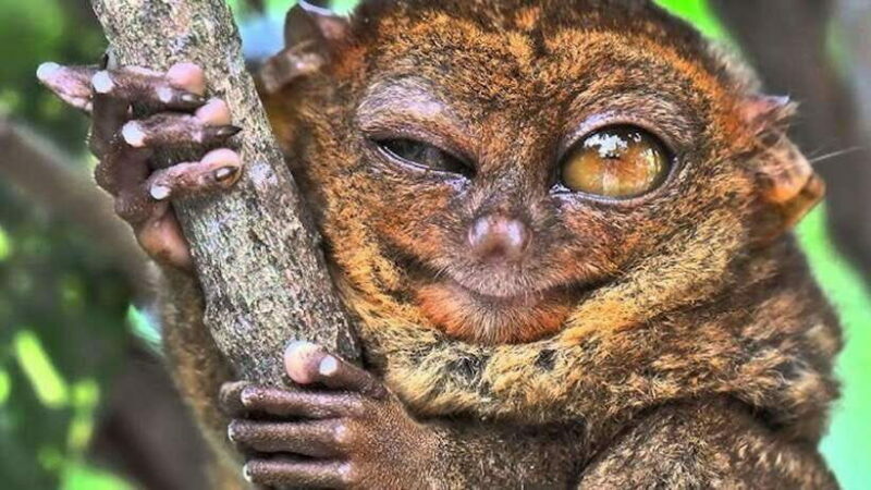 Bohol: Premium Chocolate Hills, Tarsiers & River Experience - An Introduction to the Tour