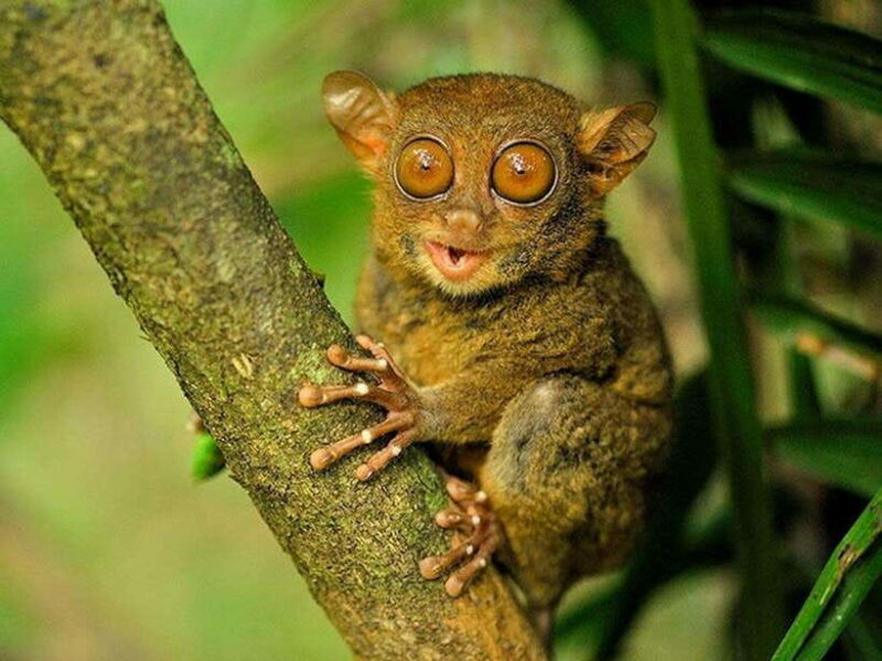 Bohol: Premium Chocolate Hills, Tarsiers & River Experience - Who Should Consider This Tour?