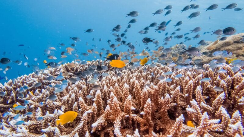 Bohol: Private Balicasag Tour With Extra Snorkeling Time - Itinerary Highlights and Schedule